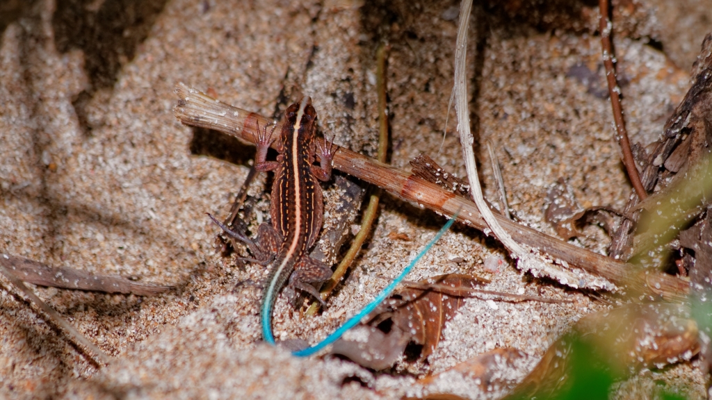 20 - Cahuita NP (07).jpg